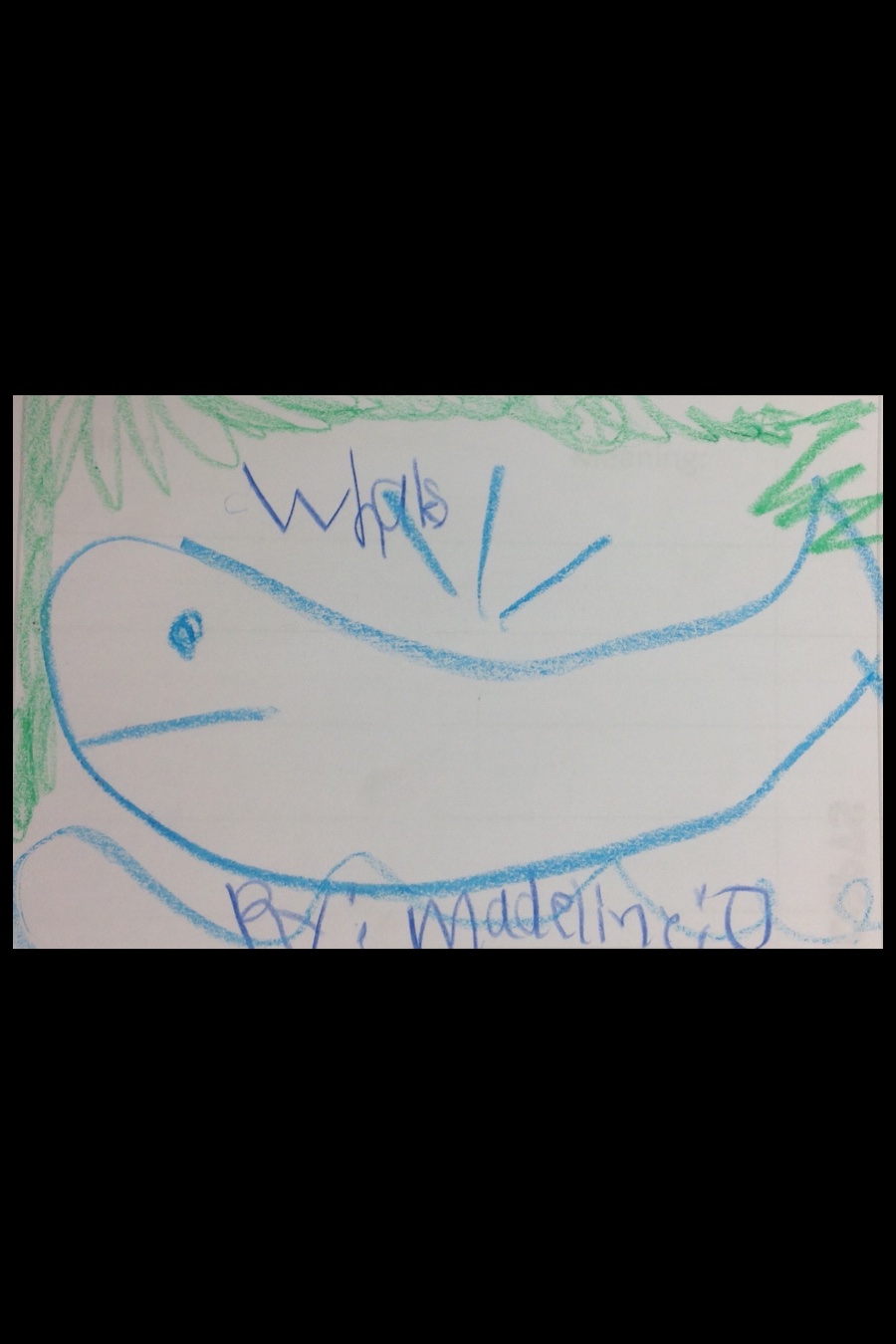 Whales by Madeline O