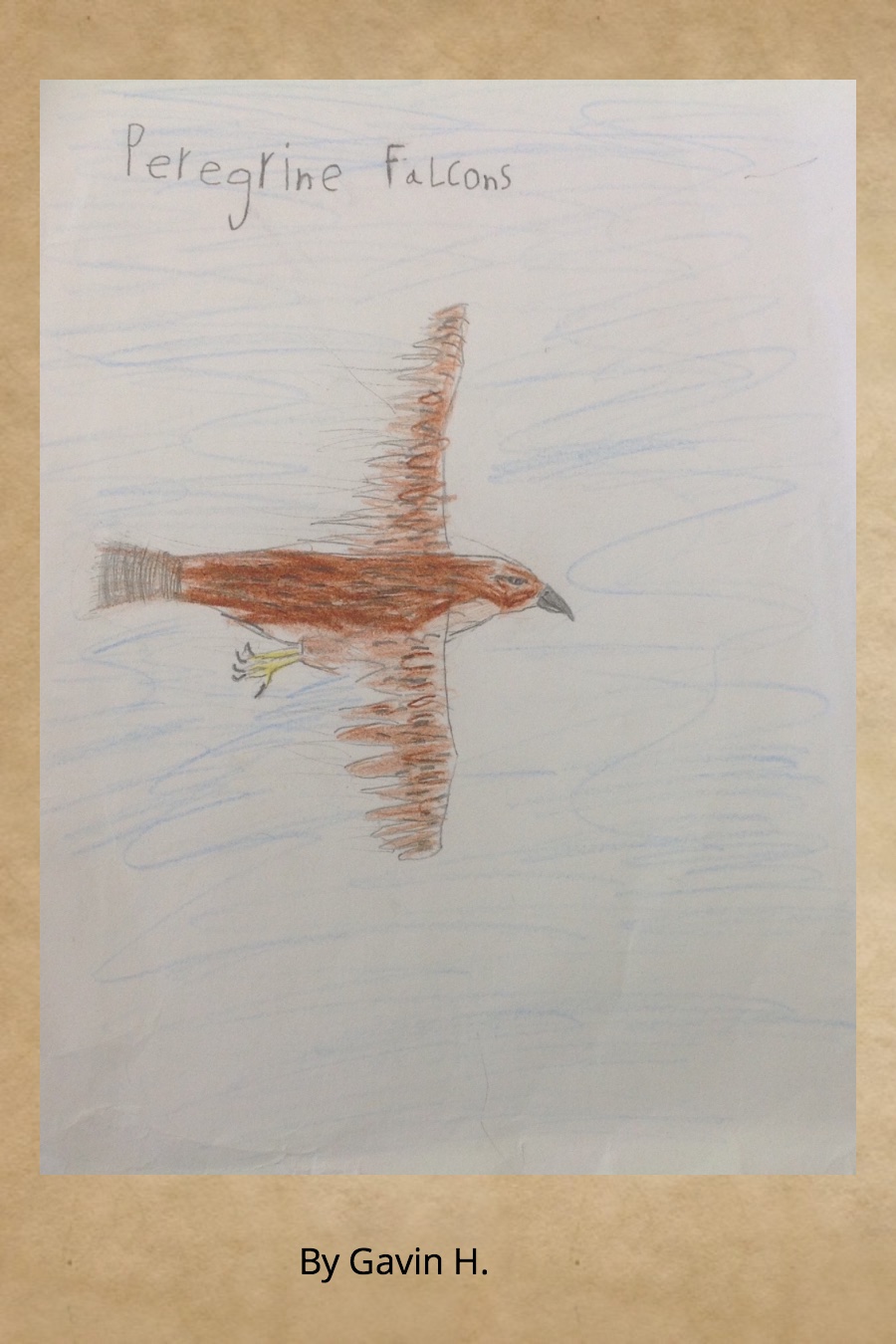 Peregrine Falcons by Gavin H